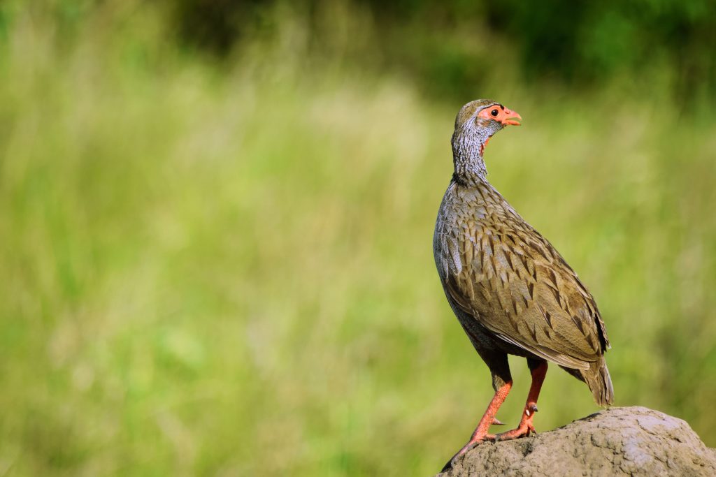 Birding in Uganda