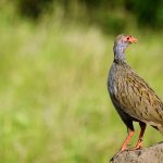 Birding in Uganda