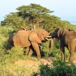 Murchison Falls National Park